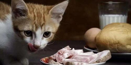 娱乐吃瓜酱猫抢鸡仔,猫界“抢鸡仔”大战,萌态百出! 第3张 娱乐吃瓜酱猫抢鸡仔,猫界“抢鸡仔”大战,萌态百出! 第3张